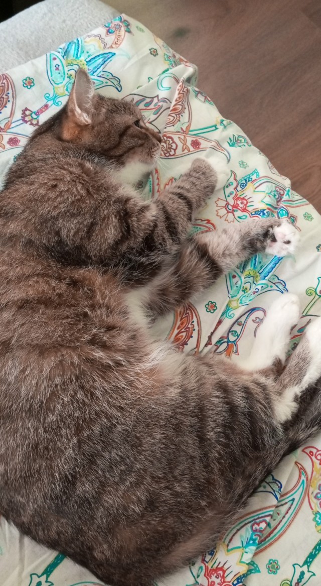Мой котовторник..