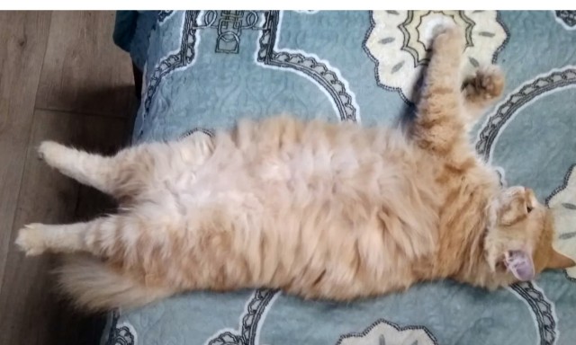 Такой маленький, а уже белорус