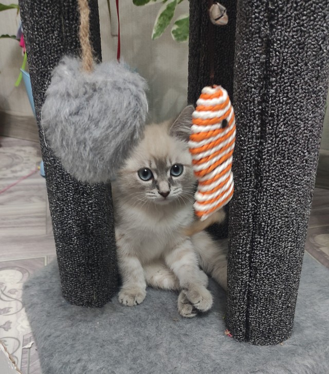 Я тоже стал рабом