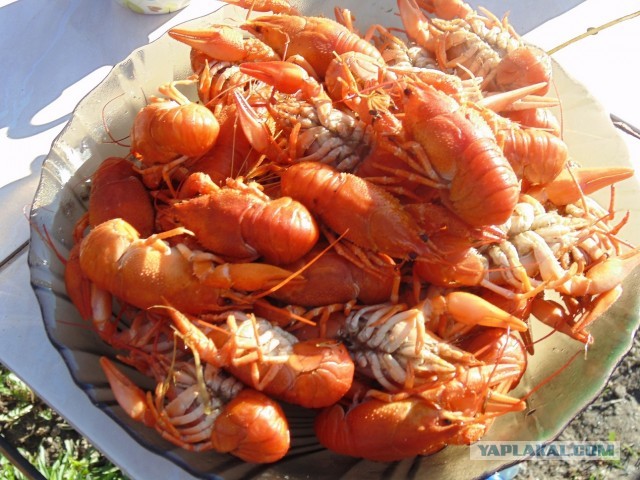 Дача, грибы, мясо, овощи.