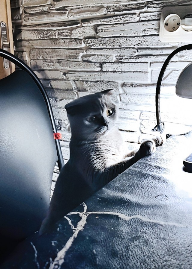 Котик, когда я ухожу из дома