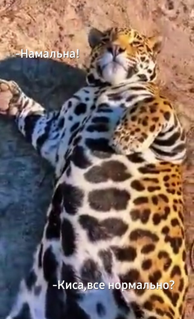Домашний ягуар