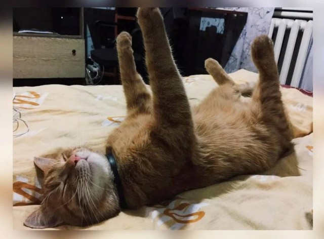 Прикольные морды котов псов к настроению...