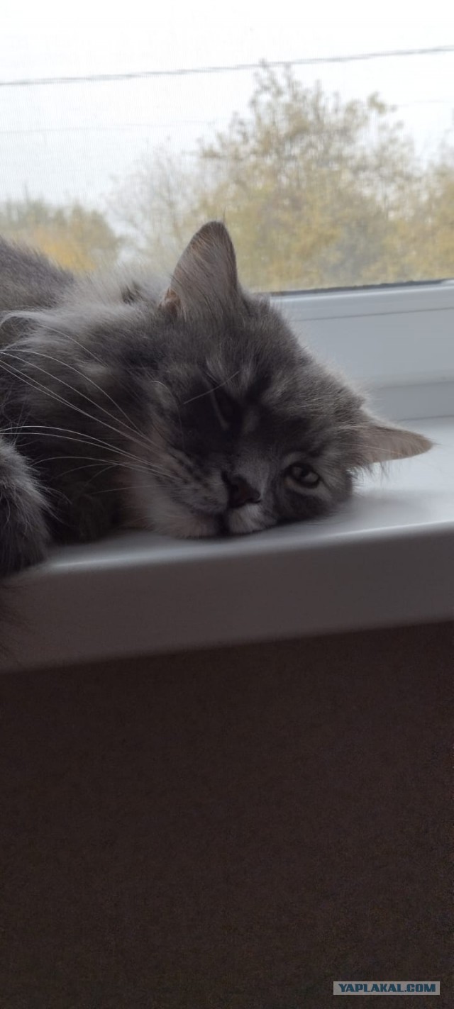 Принимайте в клуб! Котовторник же