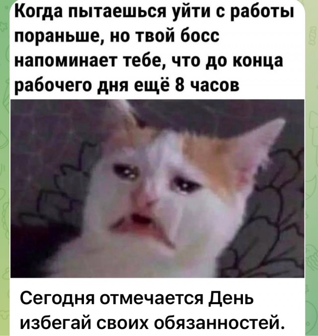Весёлый полтишок 01.11.24