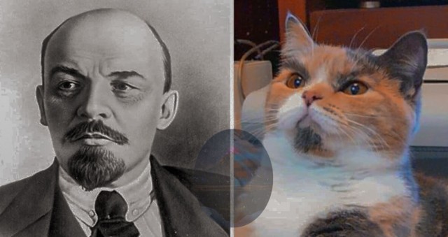 "Шутка природы: удивительные кошачьи окрасы". Несколько кошек с окрасом шкурки, в реальность которого сложно поверить