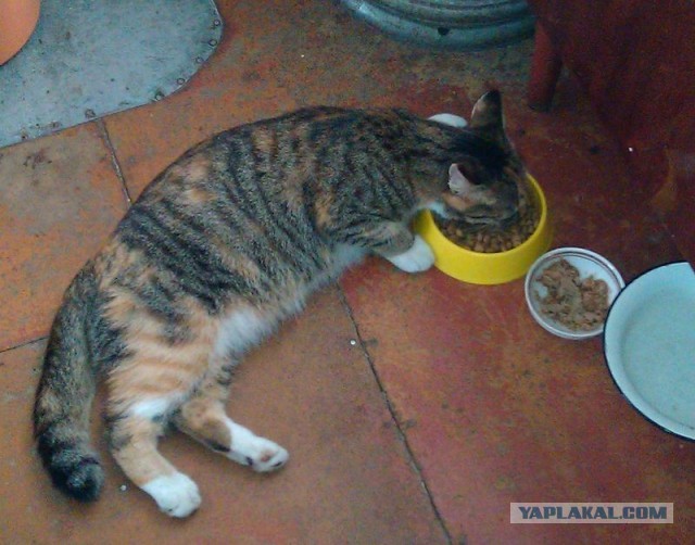 Котовторник 25.06.2013