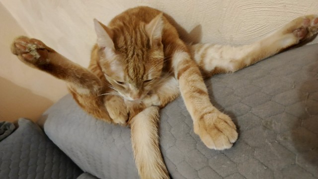 Котовторник