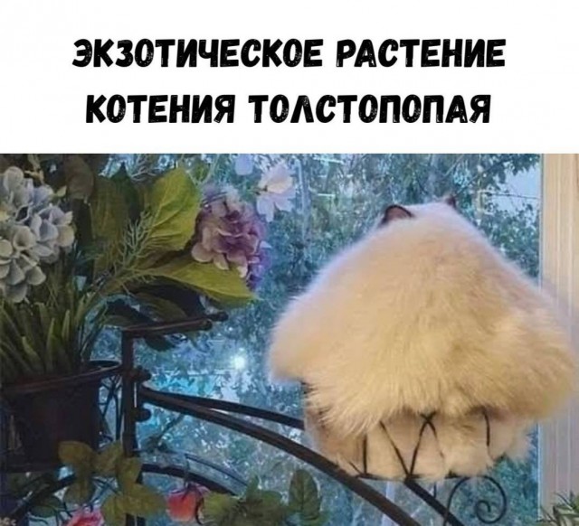 Для котовторника.