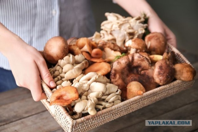 Революция в питании: грибы готовы заменить мясо на мировом уровне