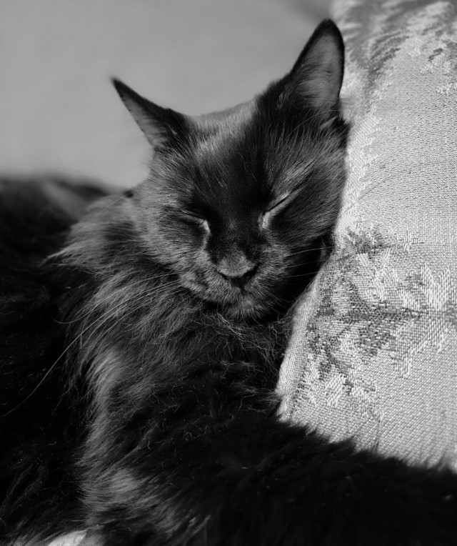 Котовторник же!