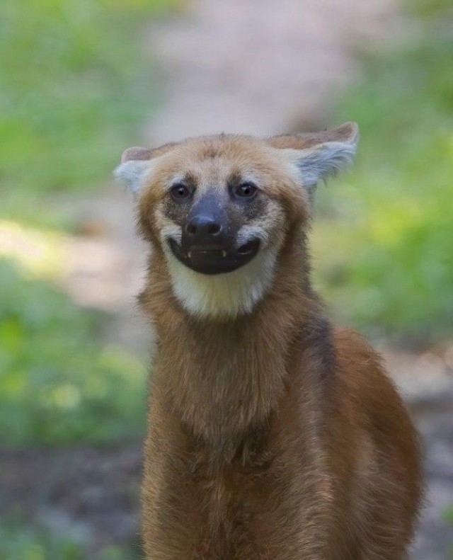 В сети стал популярным самый безобидный волк - гуара или гривистый волк, который живет Южной Америке