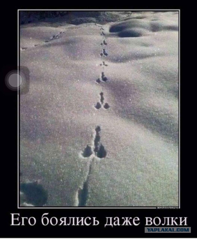 От зайцев привет