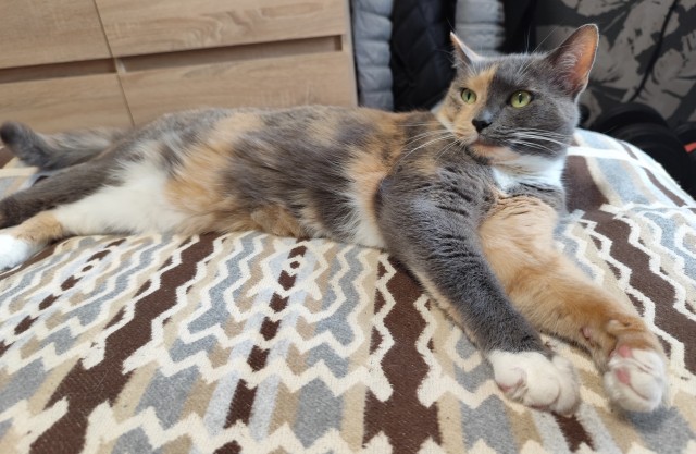 А котовторник уже пришёл?