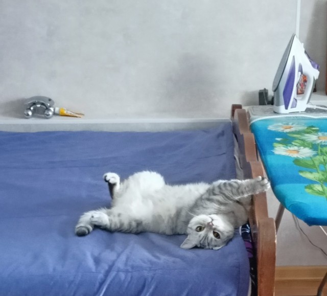 Принимайте в ряды вислоухих