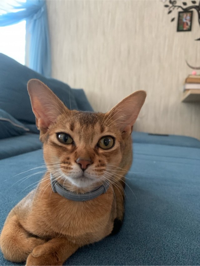 Котовторнику - Быть