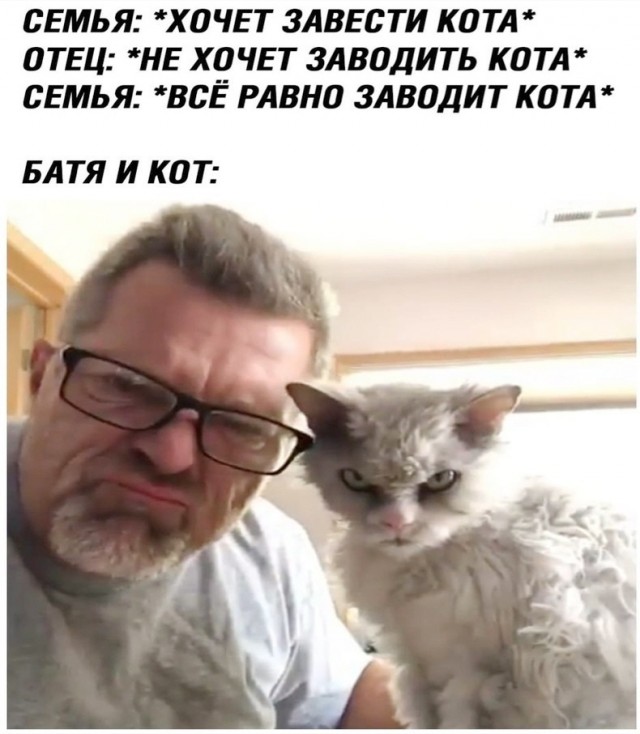 Ребенок хочет кошку