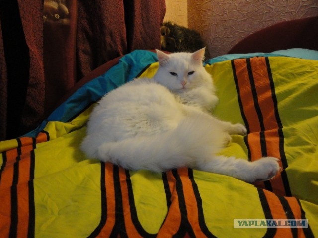 Котовторник  30.07.2013