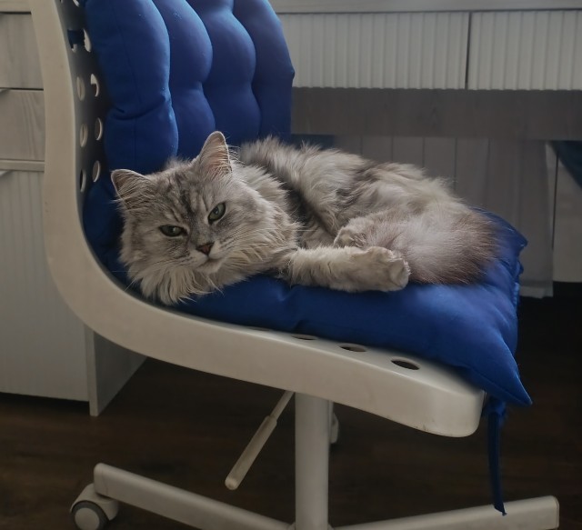 Очередной котовторник