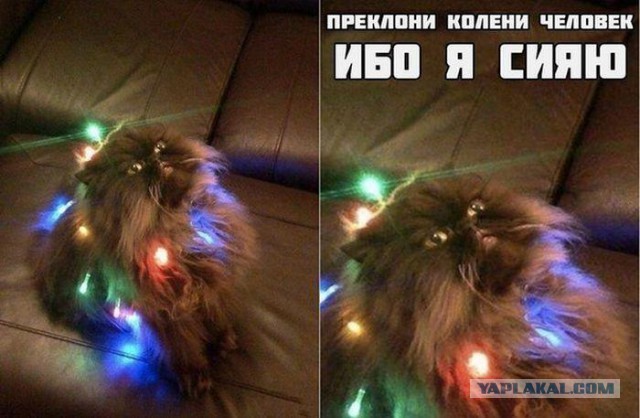 Котовторник 20.05.2014