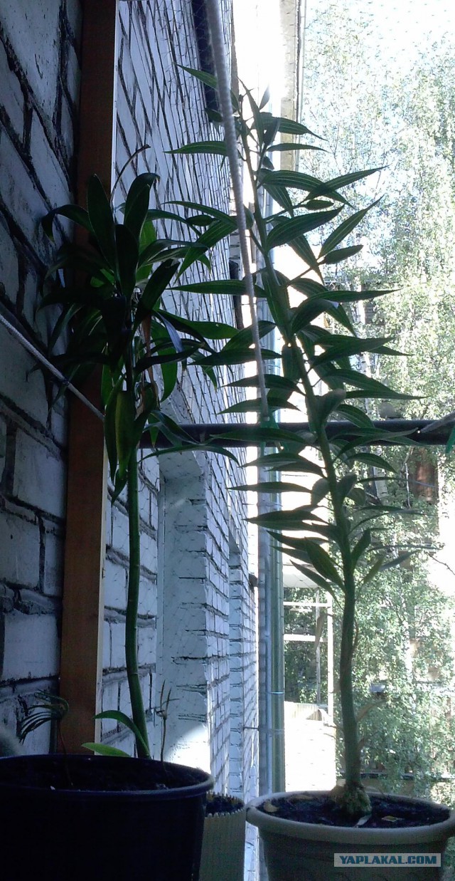 Лилия