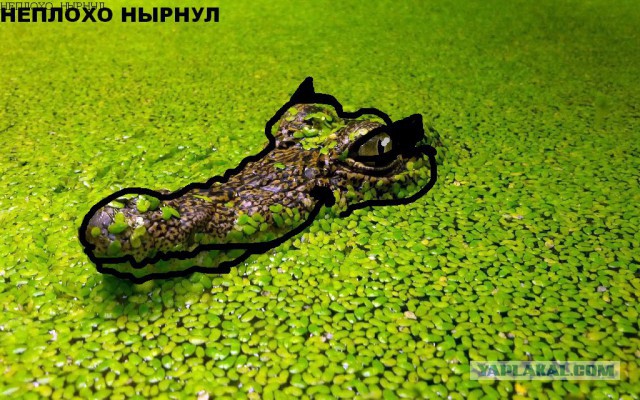 Добряки, плюсующие всех подряд
