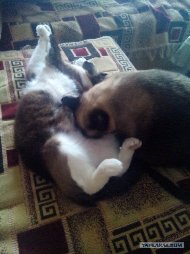 Котовторник 19.08.2014