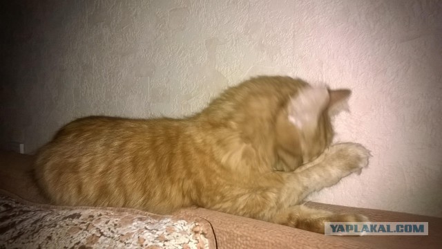 Котовторник 7.10.2014