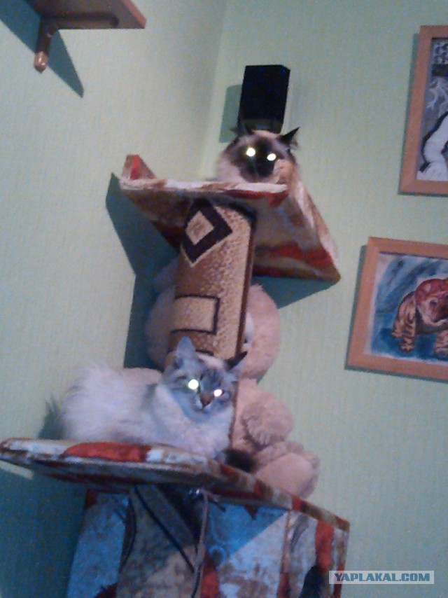 Котовторник