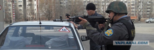 Питбуль против Алабая 18+