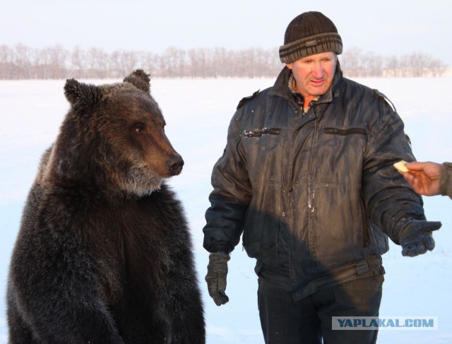 Медведь Яшка