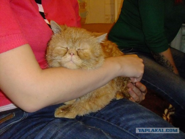 Помогите с котейкой