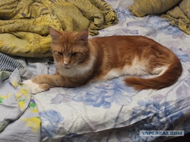 Котовторник 12.03.13