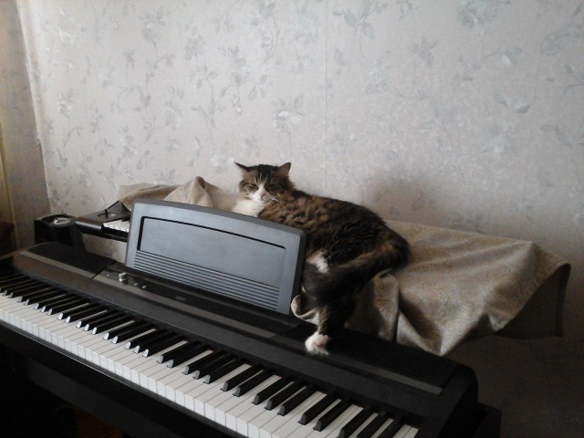 Котовторник 09.06.2015