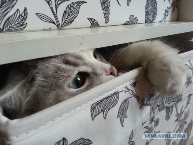 Кошки vs. пакеты