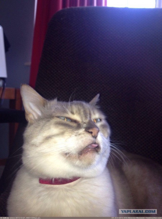 Котовторник