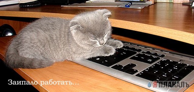 Коты, кошки, котята
