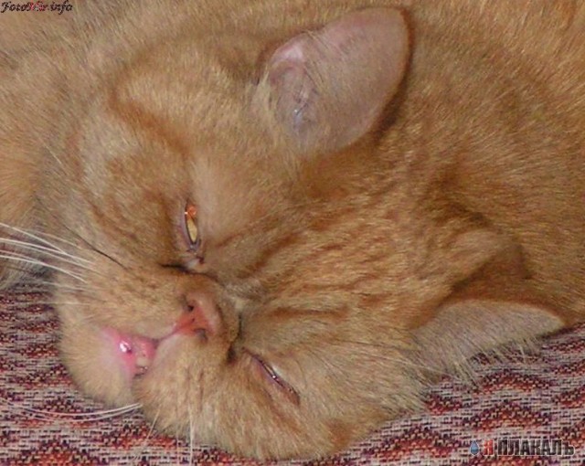 Коты, кошки, котята