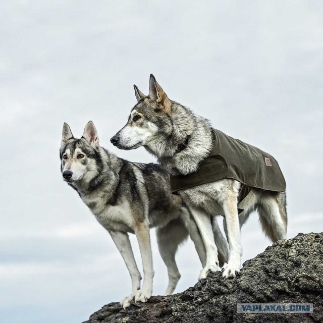 Собакочетверг