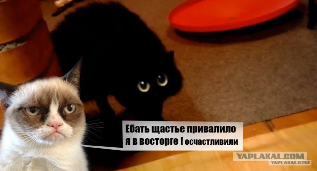 Девочке подарили собаку