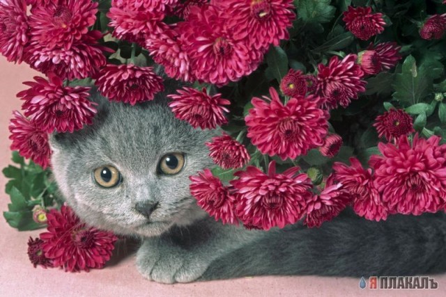 Коты, кошки, котята