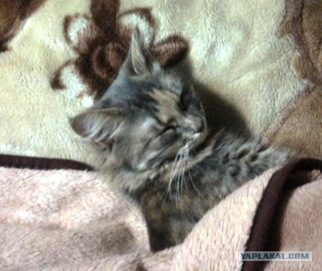 Котовторник  01.03.2016