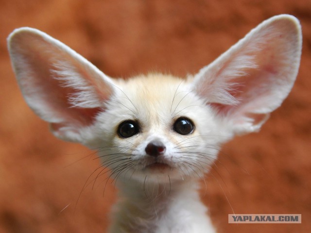 Подборка интересных и веселых картинок