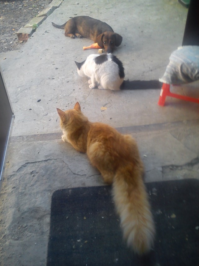Котовторник 26.07 2016
