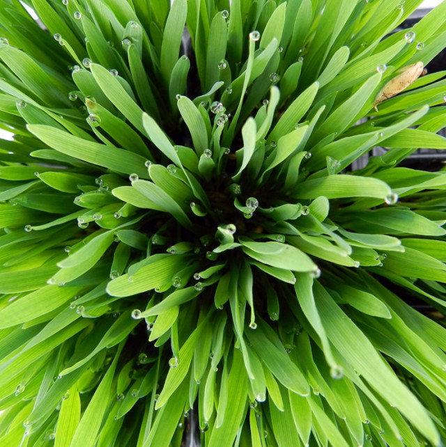 Смешные комментарии из социальных сетей 16.09.2016