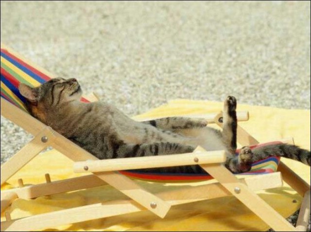 Коты из сети