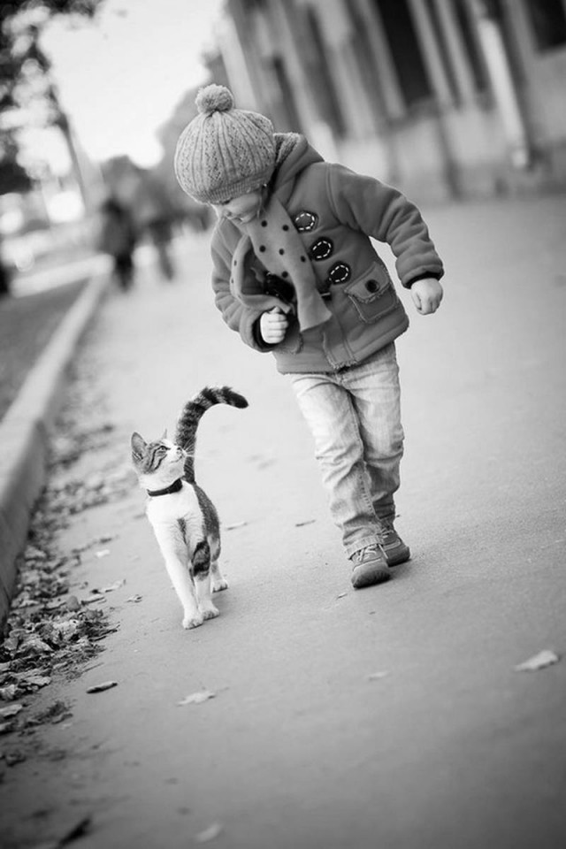 Коты и Кошки