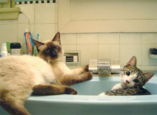 Коты и Кошки