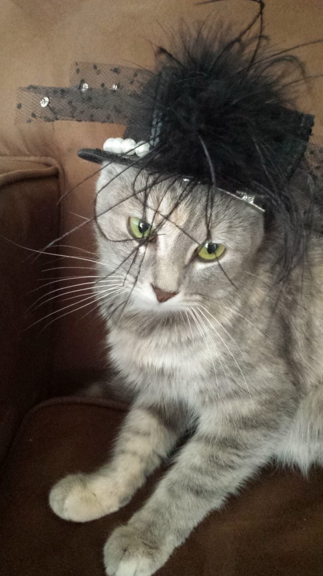 Коты и Кошки