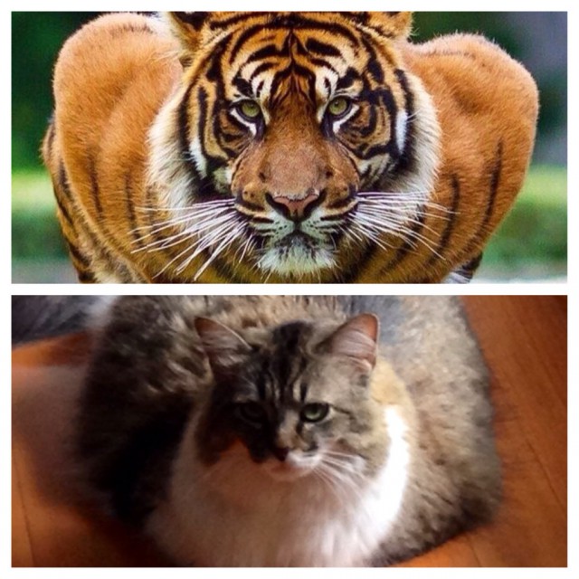 Коты и Кошки